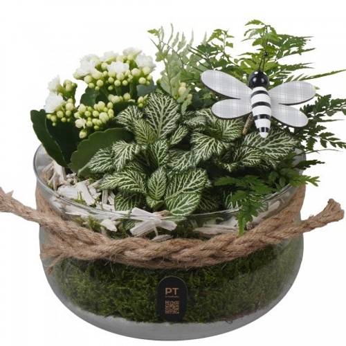 Kal.Arr PTIG2628 T19 H018