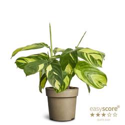 Ctenanthe Oppenheimiana T11 H025