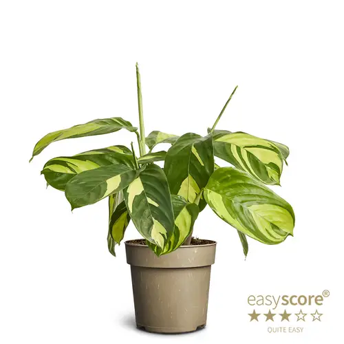 Ctenanthe Oppenheimiana T11 H025