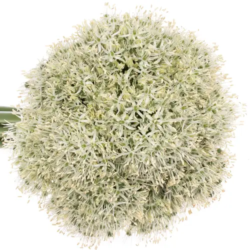 Allium weiss Kugel 80cm Extra