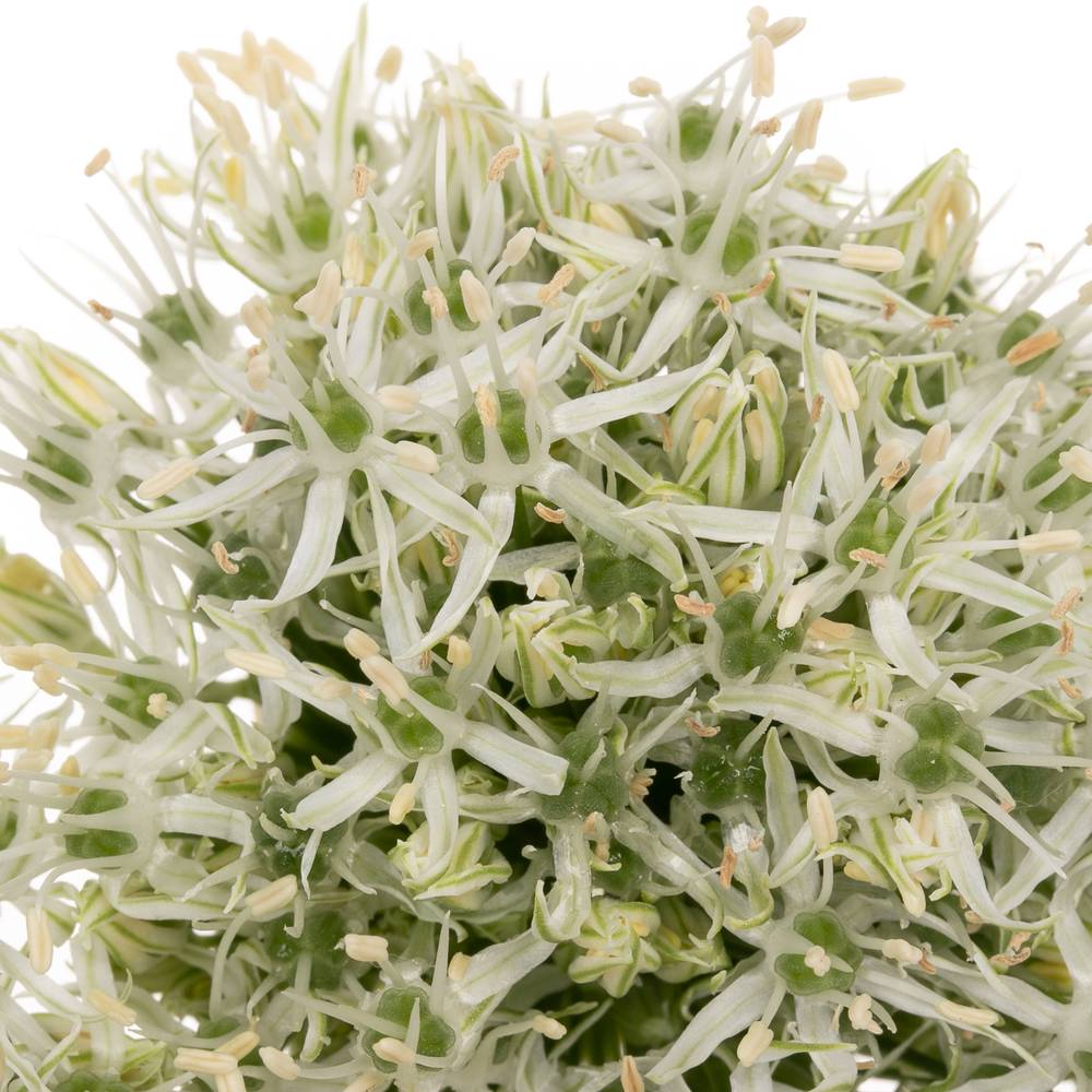 Allium weiss Kugel 80cm Extra