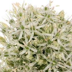 Allium weiss Kugel 80cm Extra