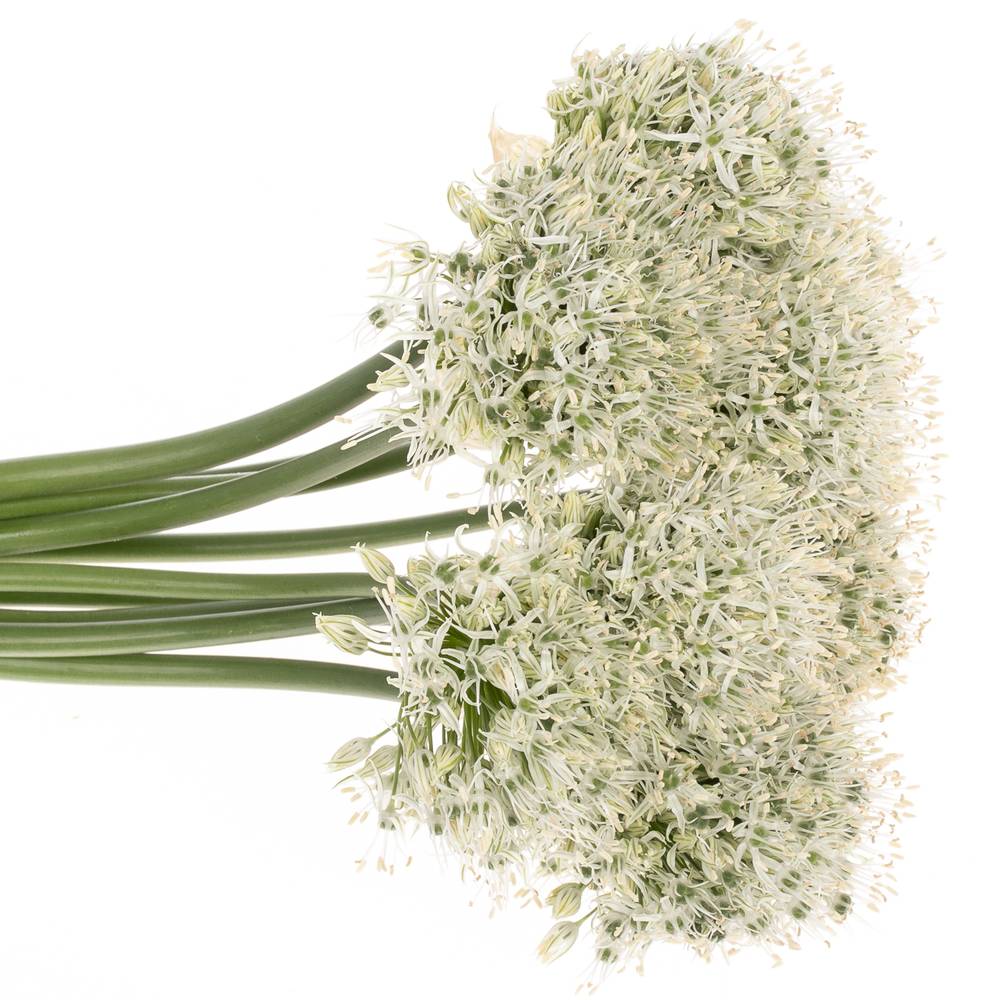 Allium weiss Kugel 80cm Extra