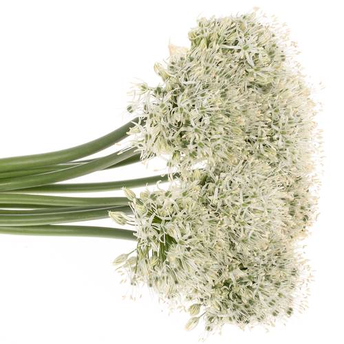 Allium weiss Kugel 80cm Extra