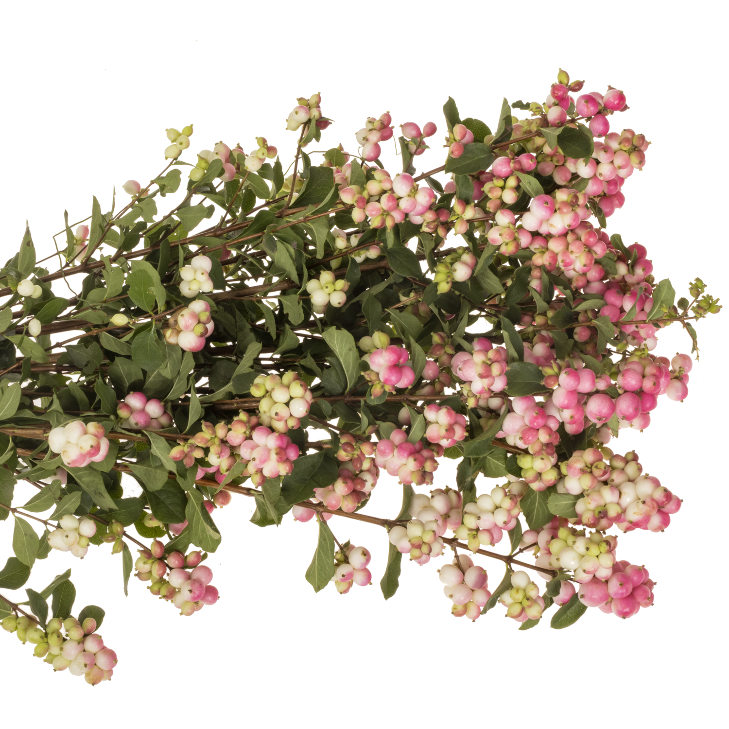 Schneebeere dunkel rosa Ruby Falls 60cm