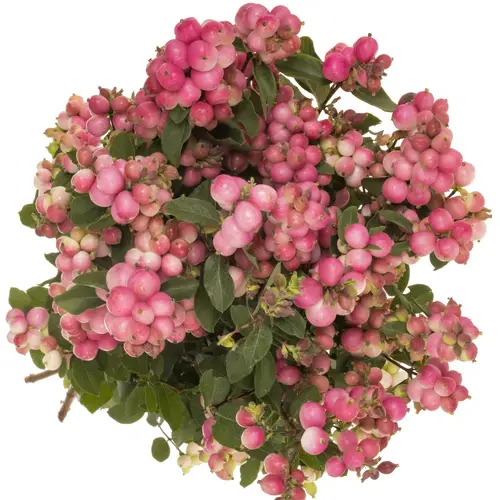 Schneebeere dunkel rosa Ruby Falls 60cm