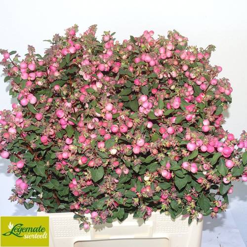 Schneebeere dunkel rosa Ruby Falls 60cm
