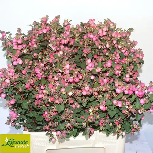 Schneebeere dunkel rosa Ruby Falls 60cm
