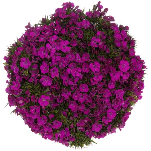 Bartnelke lila 60cm