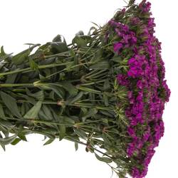 Bartnelke lila 60cm
