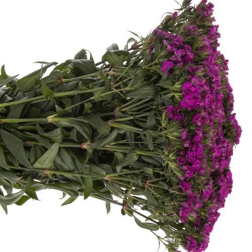 Bartnelke lila 60cm