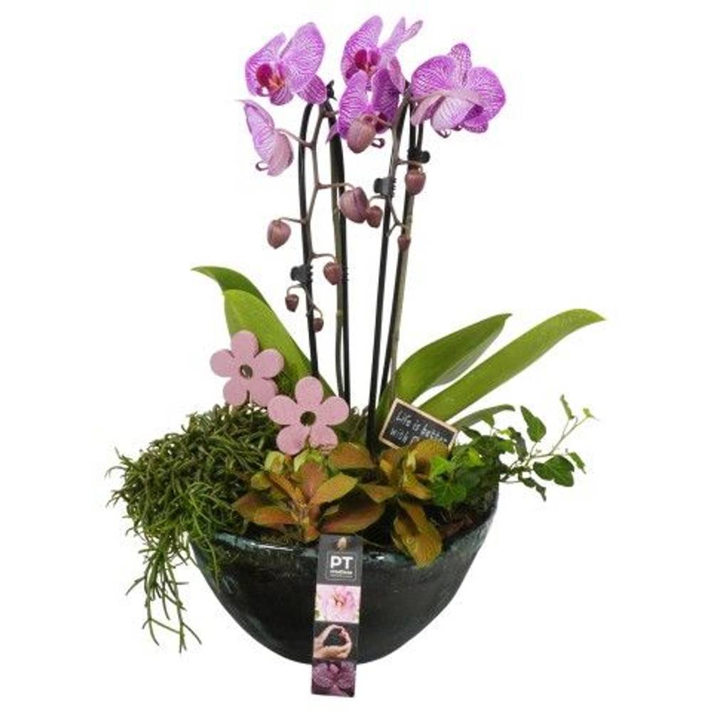 Phal.Arr 	PTIG1541 T26 H052