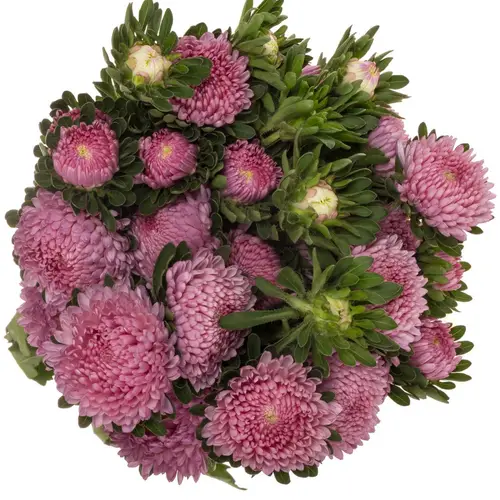 Aster verzweigt rosa Cherry Rose 75cm