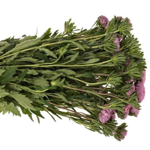 Aster verzweigt rosa Cherry Rose 75cm