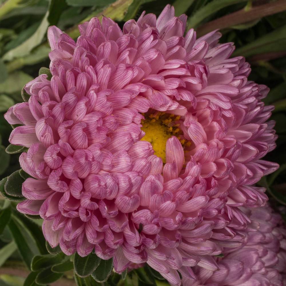 Aster verzweigt rosa Cherry Rose 75cm