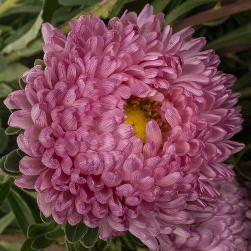 Aster verzweigt rosa Cherry Rose 75cm