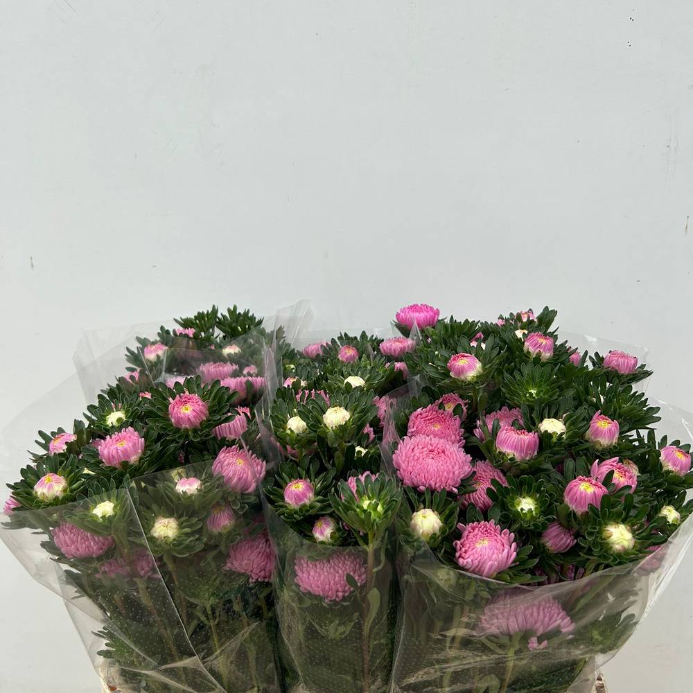 Aster verzweigt rosa Cherry Rose 75cm