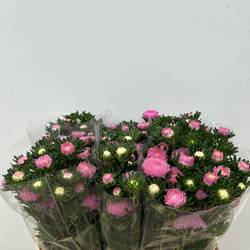Aster verzweigt rosa Cherry Rose 75cm