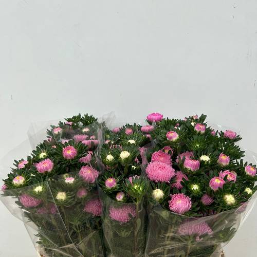 Aster verzweigt rosa Cherry Rose 75cm