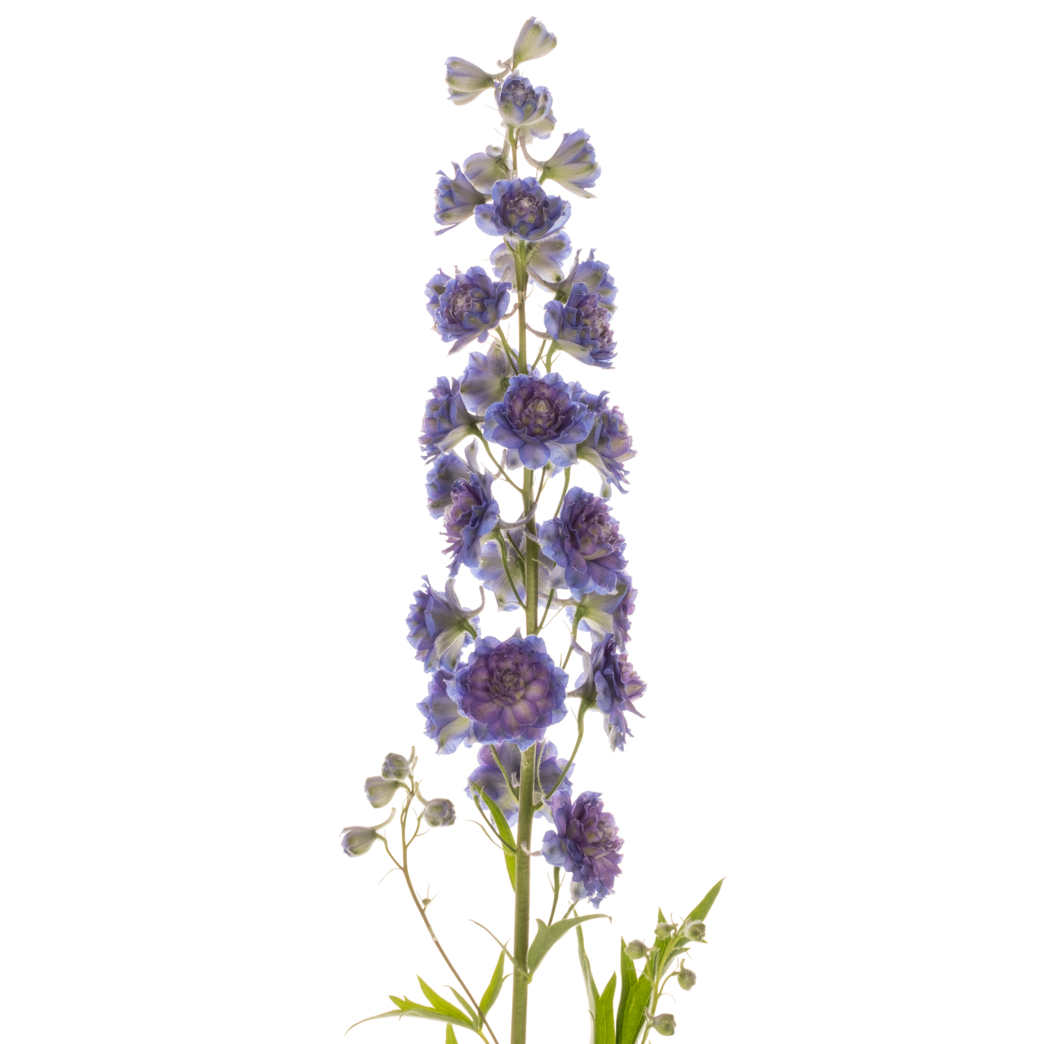 Delphinium lila/dunkel blau Sweet sesation 80cm