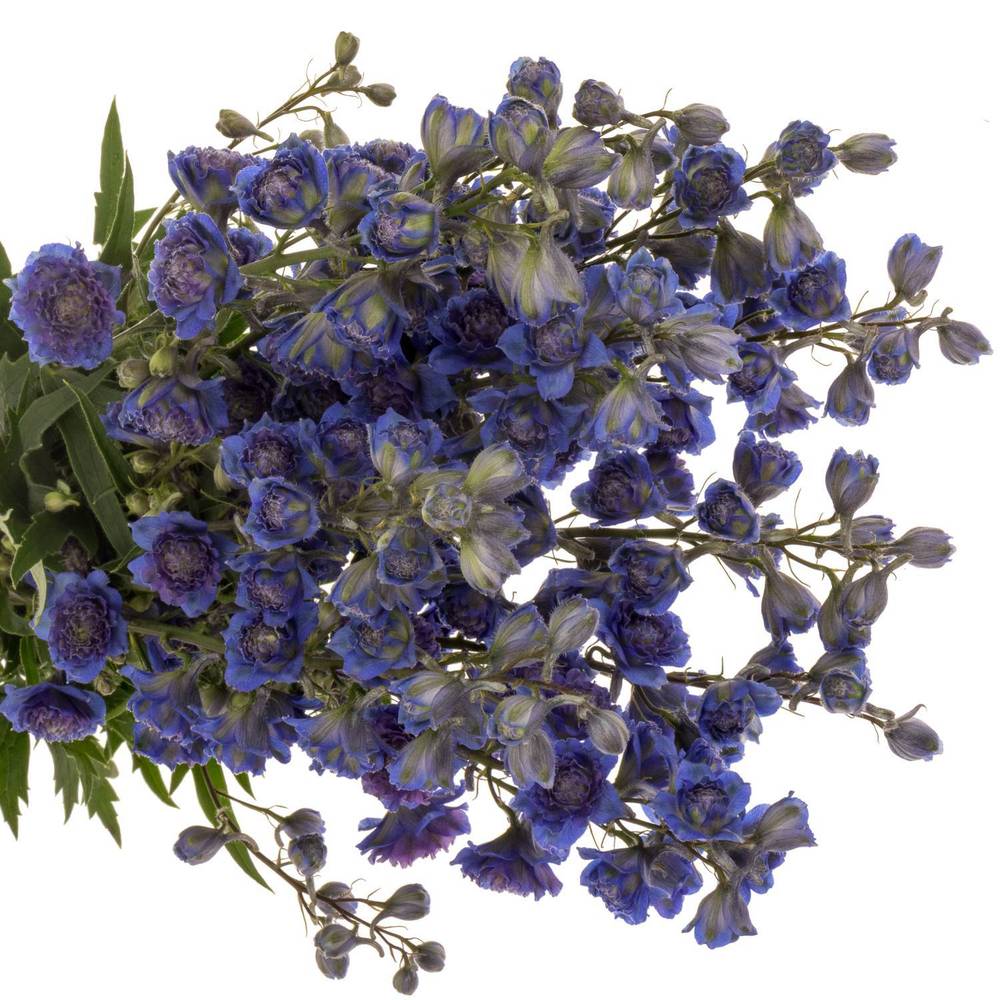Delphinium lila/dunkel blau Sweet sesation 80cm