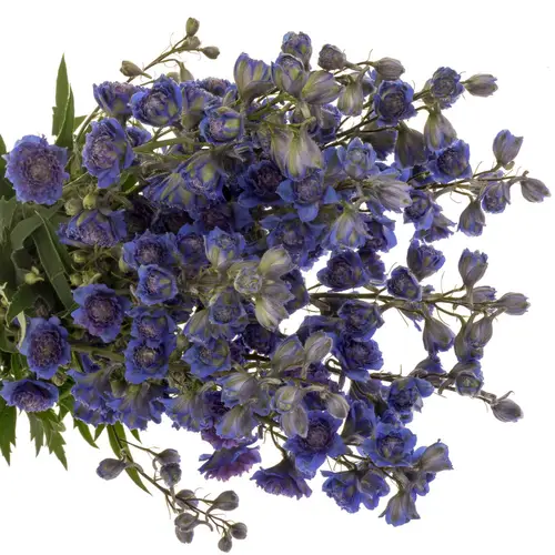 Delphinium lila/dunkel blau Sweet sesation 80cm