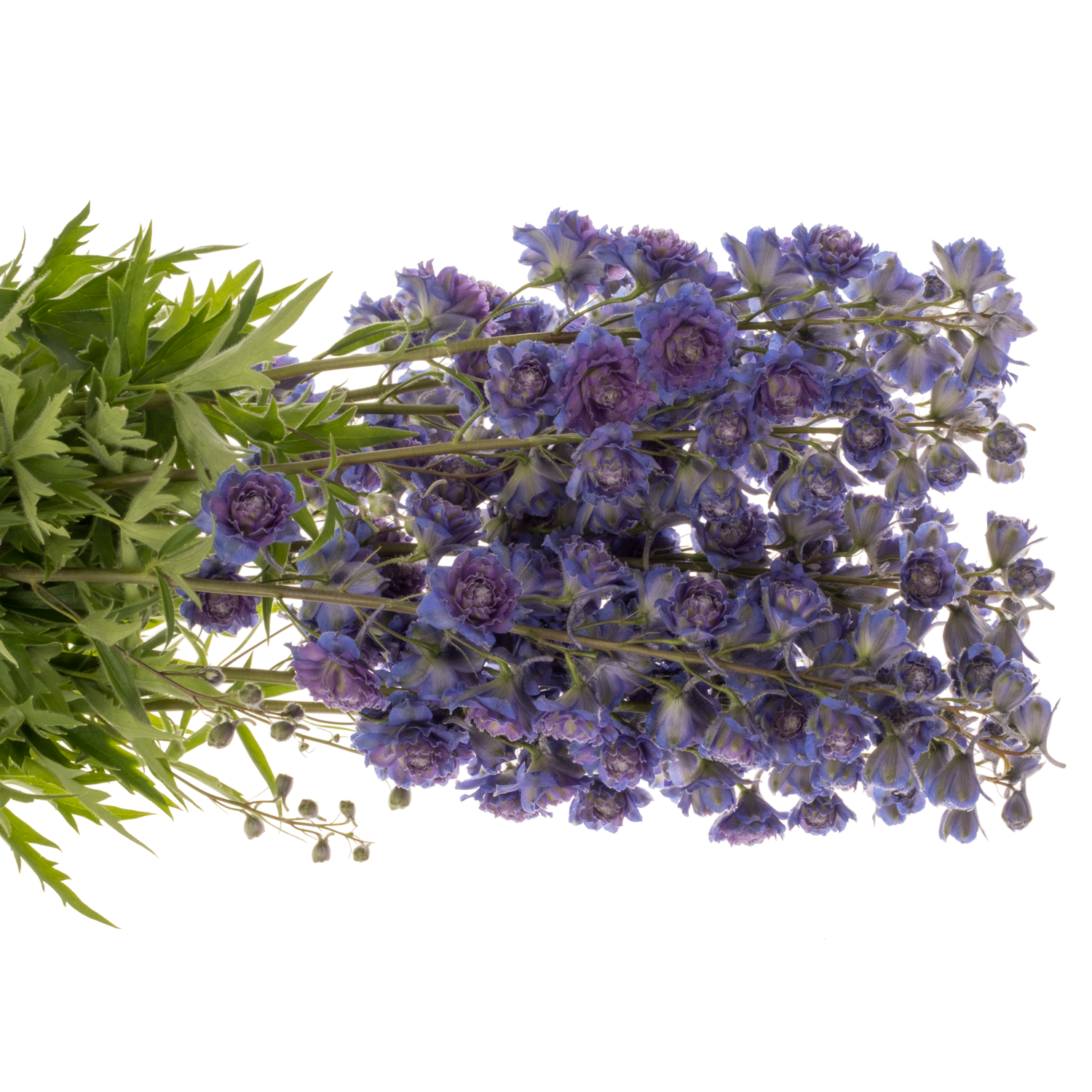 Delphinium lila/dunkel blau Sweet sesation 80cm