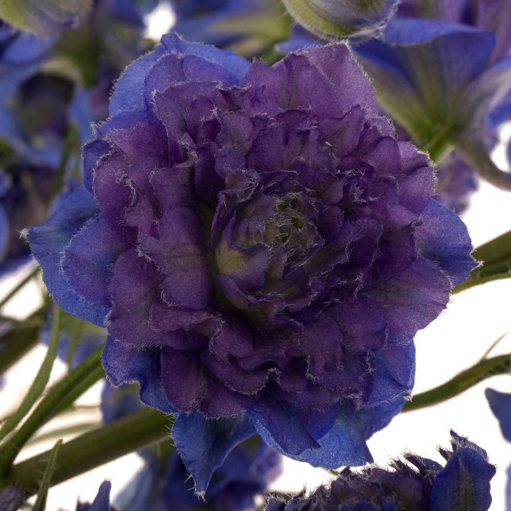 Delphinium lila/dunkel blau Sweet sesation 80cm