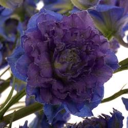 Delphinium lila/dunkel blau Sweet sesation 80cm