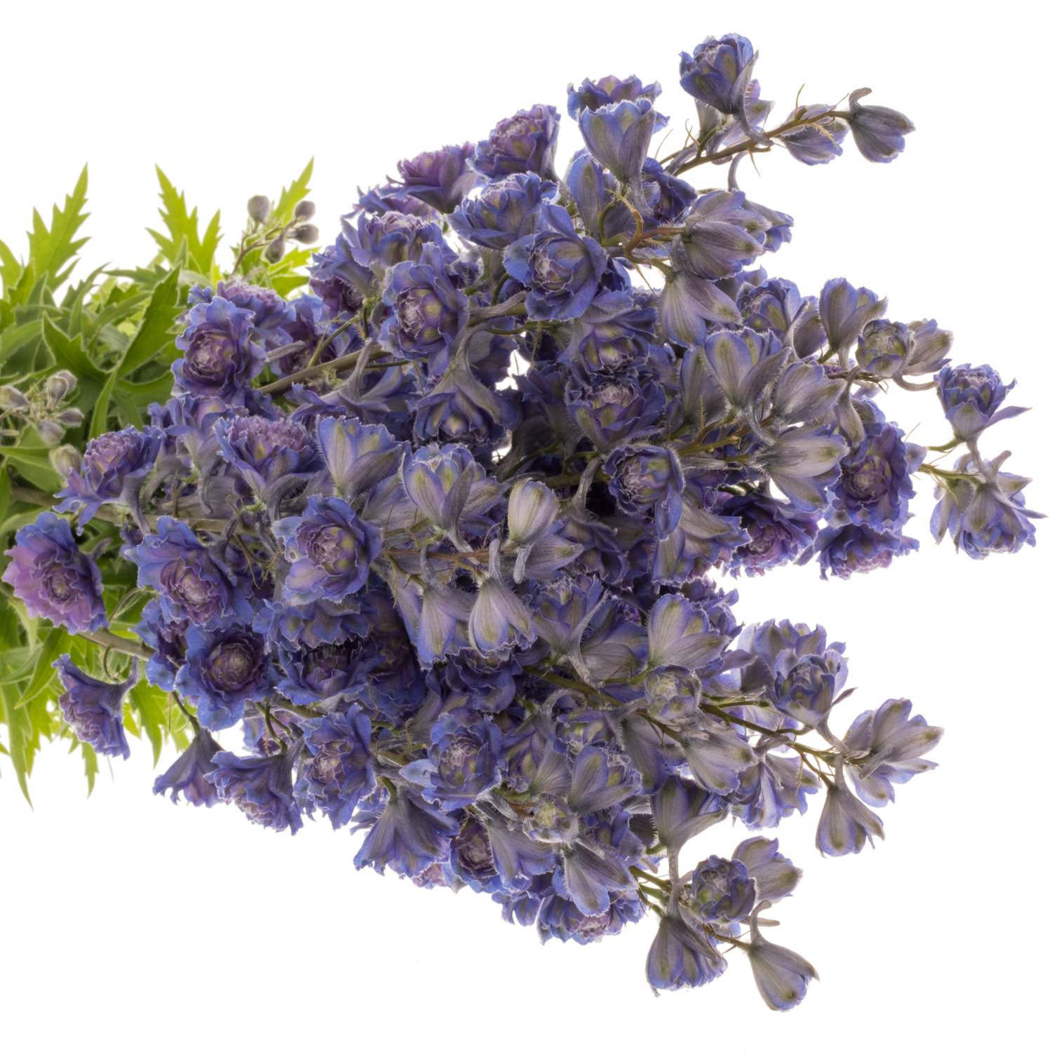 Delphinium lila/dunkel blau Sweet sesation 80cm
