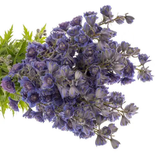 Delphinium lila/dunkel blau Sweet sesation 80cm