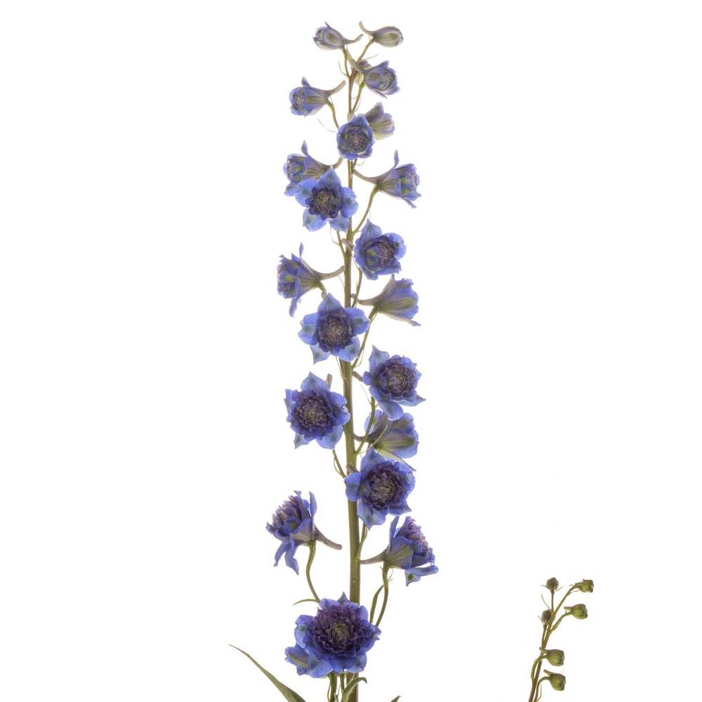 Delphinium lila/dunkel blau Sweet sesation 80cm