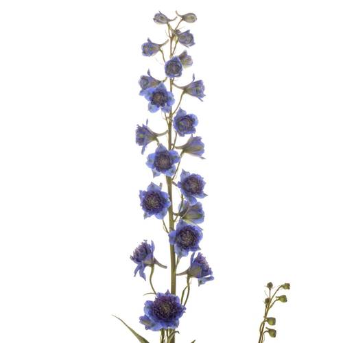 Delphinium lila/dunkel blau Sweet sesation 80cm