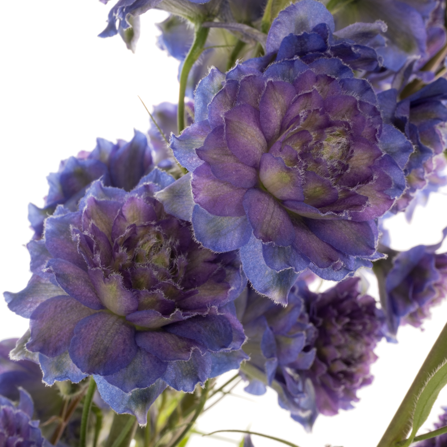 Delphinium lila/dunkel blau Sweet sesation 80cm