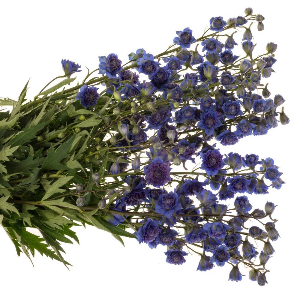 Delphinium lila/dunkel blau Sweet sesation 80cm