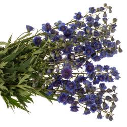Delphinium lila/dunkel blau Sweet sesation 80cm
