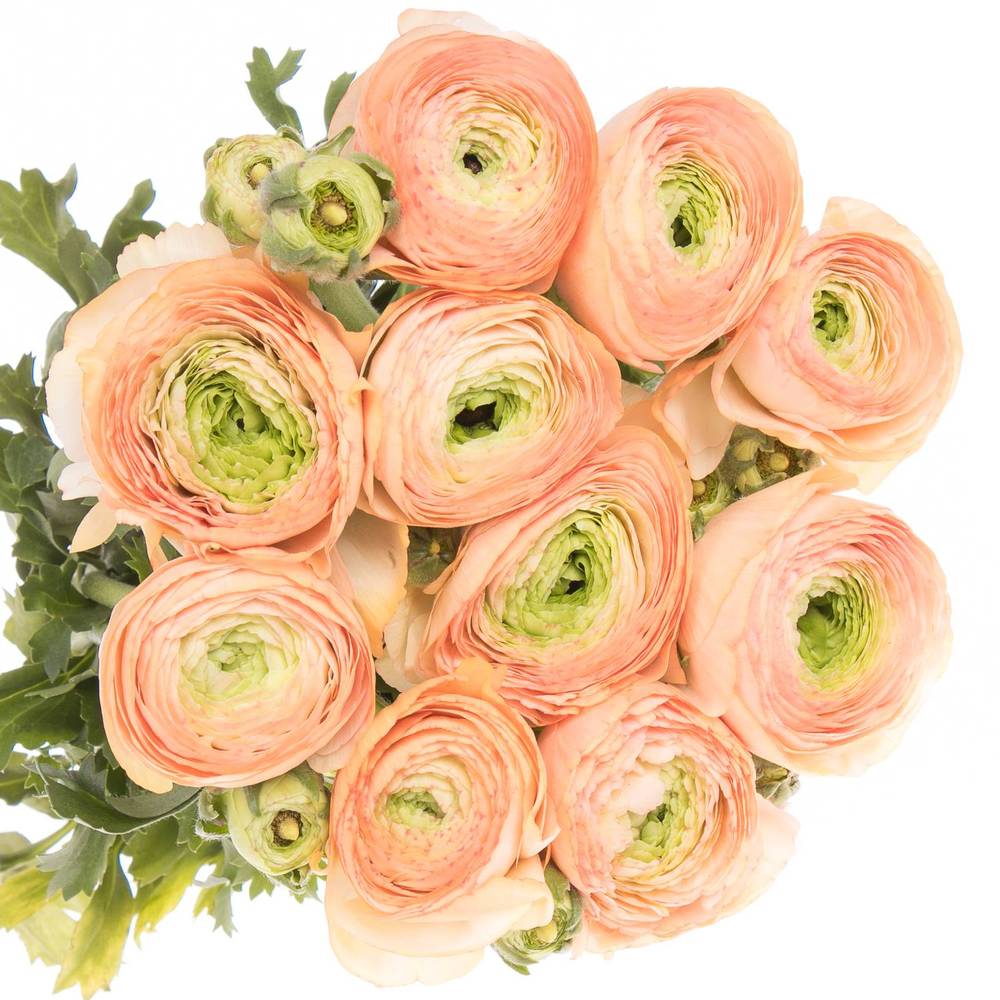 Ranunkel apricot Cloni Tuareg Super 40cm