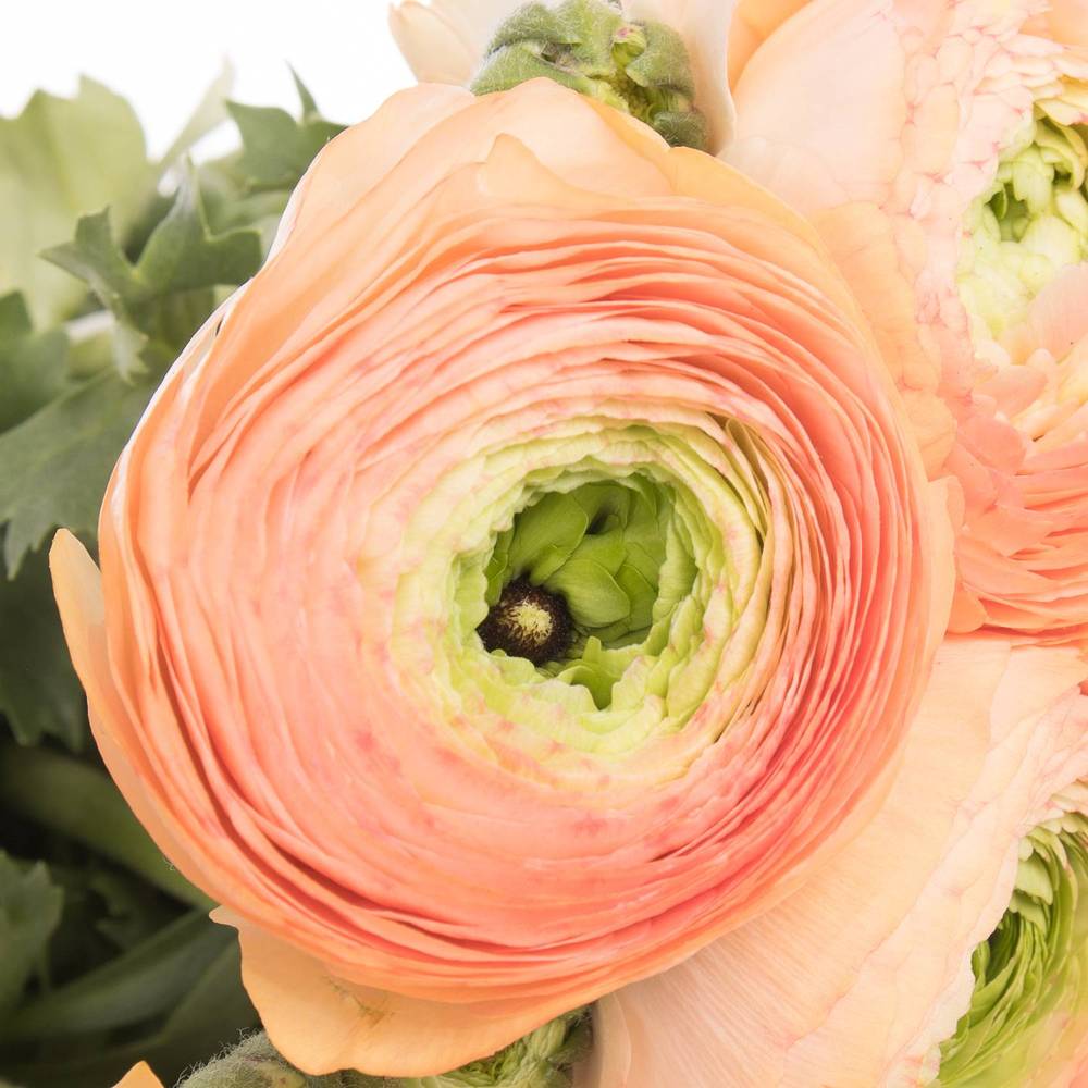 Ranunkel apricot Cloni Tuareg Super 40cm