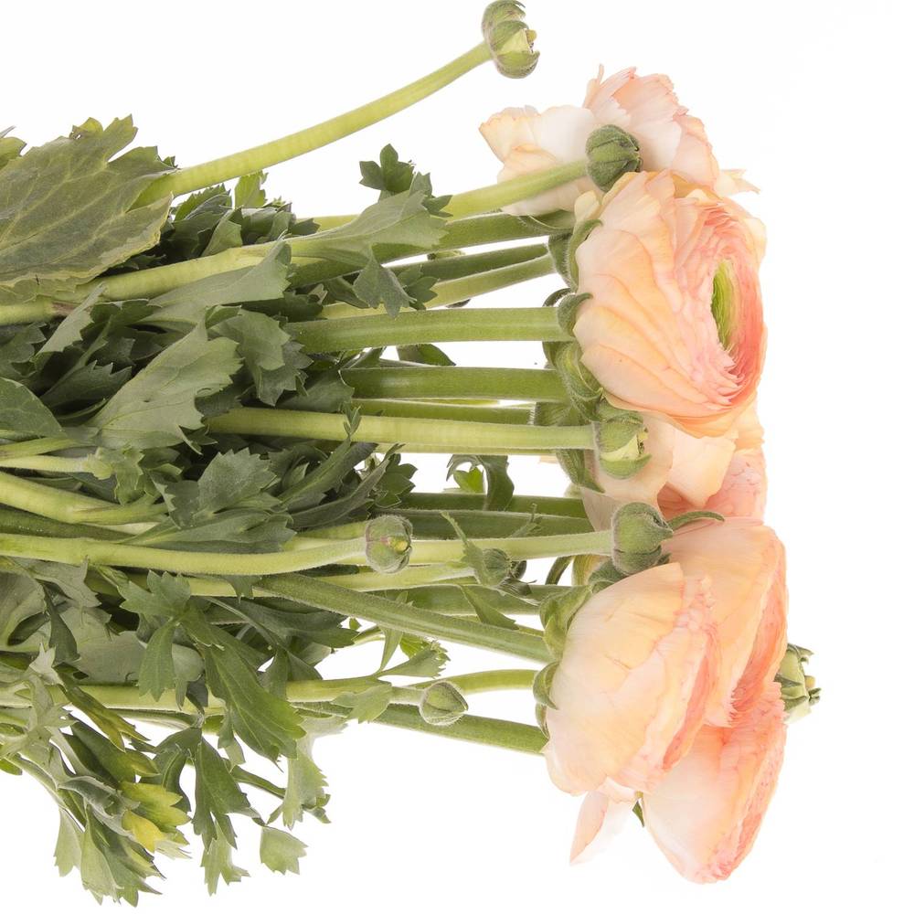 Ranunkel apricot Cloni Tuareg Super 40cm