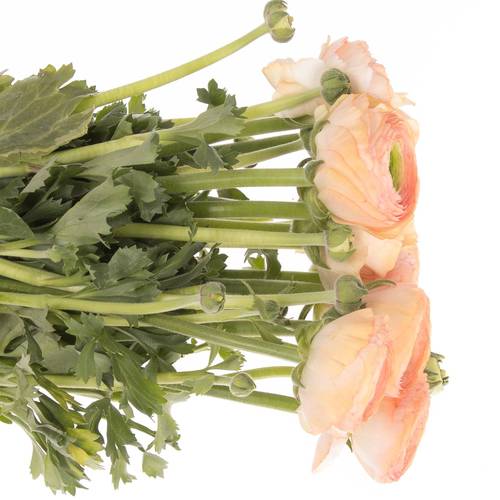 Ranunkel apricot Cloni Tuareg Super 40cm