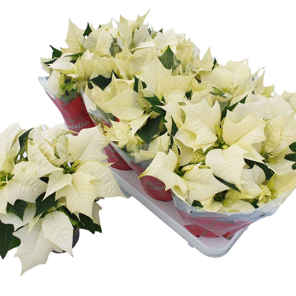 Poinsettia weiss verzw. 3+ T11 H030