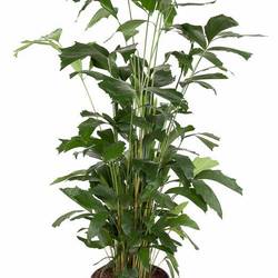 Caryota mitis 10pp T31 H160