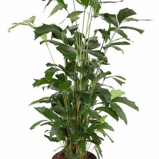 Caryota Mitis 10pp T31 H160 (Palmen Pflanzen) | Heyl - Blumengrohandel /  Floristikgrohandel