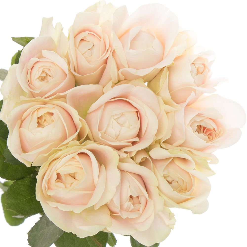 Rose hell rosa/creme Chiffon gefüllt 50cm