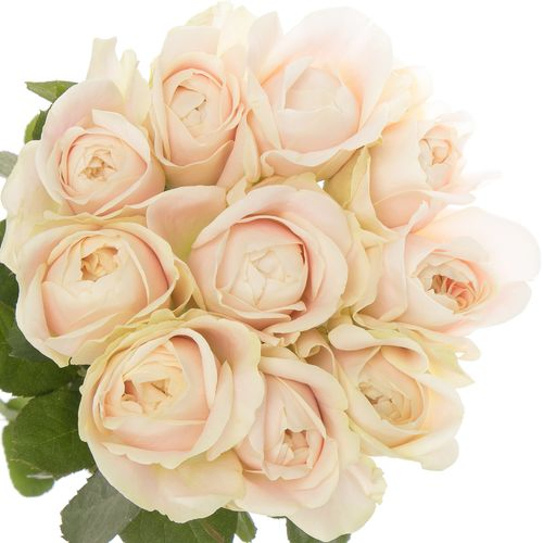Rose hell rosa/creme Chiffon gefüllt 50cm