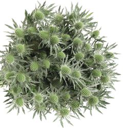 Distel weiss Orion Sirius Natur 40cm