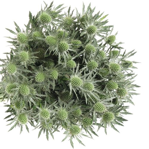 Distel weiss Orion Sirius Natur 40cm