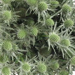 Distel weiss Orion Sirius Natur 40cm