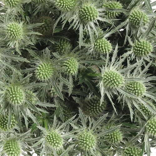 Distel weiss Orion Sirius Natur 40cm