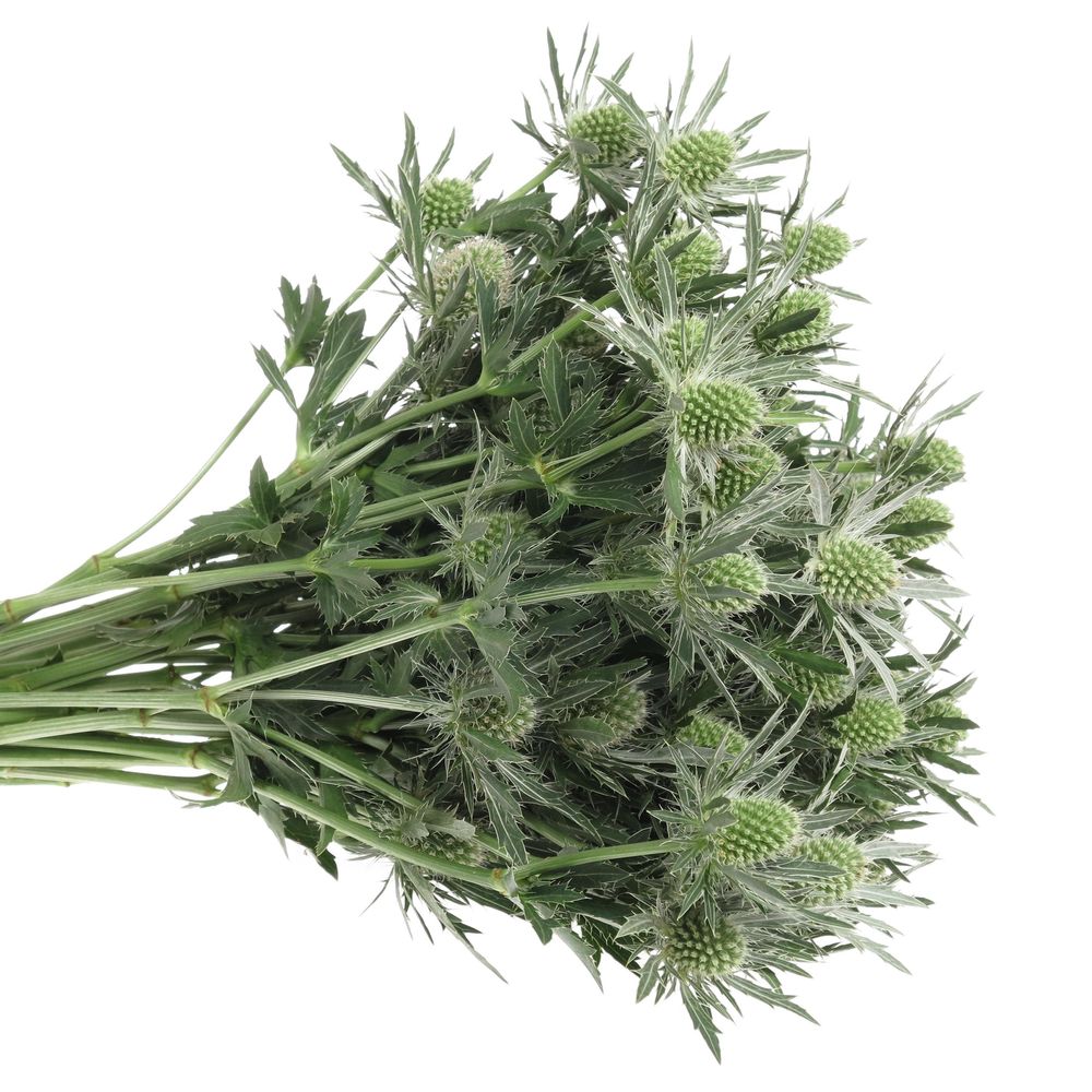 Distel weiss Orion Sirius Natur 40cm
